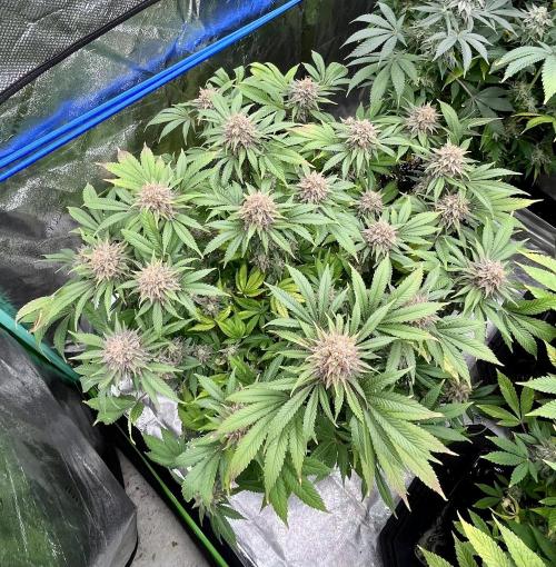 Blue Zushi. Week 18