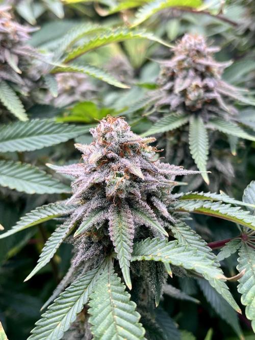 Blue Zushi. Week 18