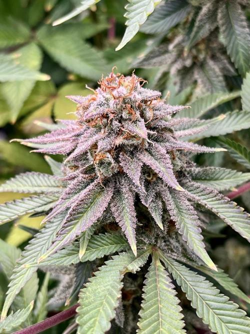 Blue Zushi. Week 18