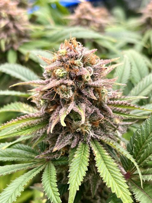 Blue Zushi. Week 18