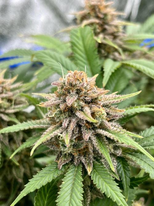 Blue Zushi. Week 18