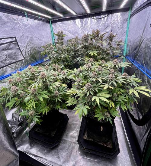 Grandmommy Purple. Week 18