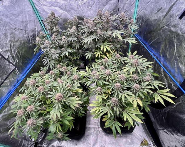 Grandmommy Purple. Week 18