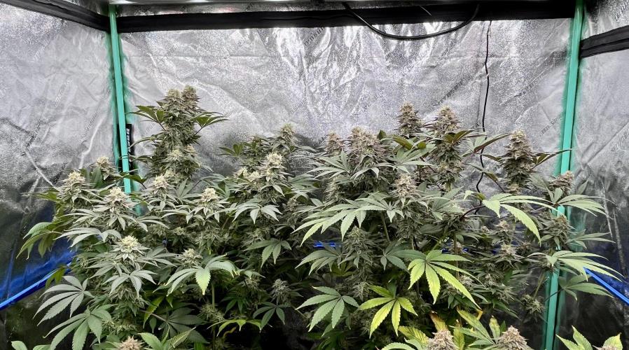 Grandmommy Purple. Week 18