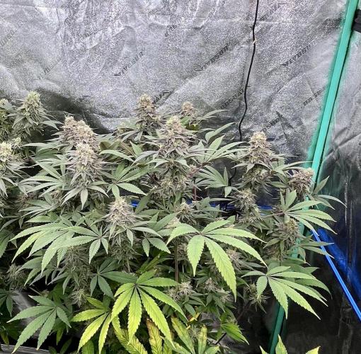 Grandmommy Purple. Week 18