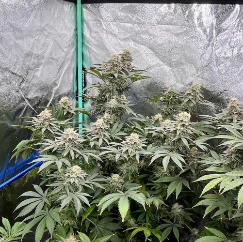 Grandmommy Purple. Week 18