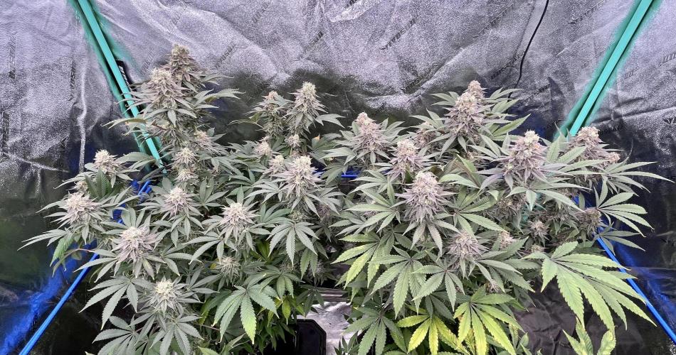 Grandmommy Purple. Week 18