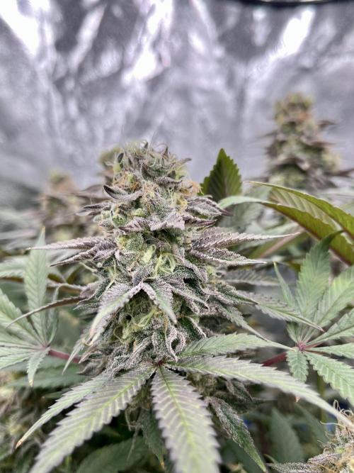 Grandmommy Purple. Week 18