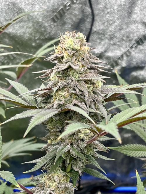 Grandmommy Purple. Week 18