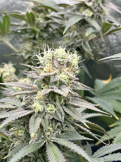 Grandmommy Purple. Week 18