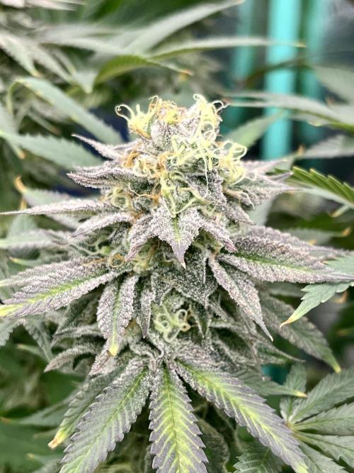 Grandmommy Purple. Week 18