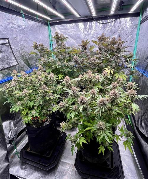 Blue Zushi. Week 19