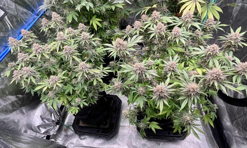Blue Zushi. Week 19