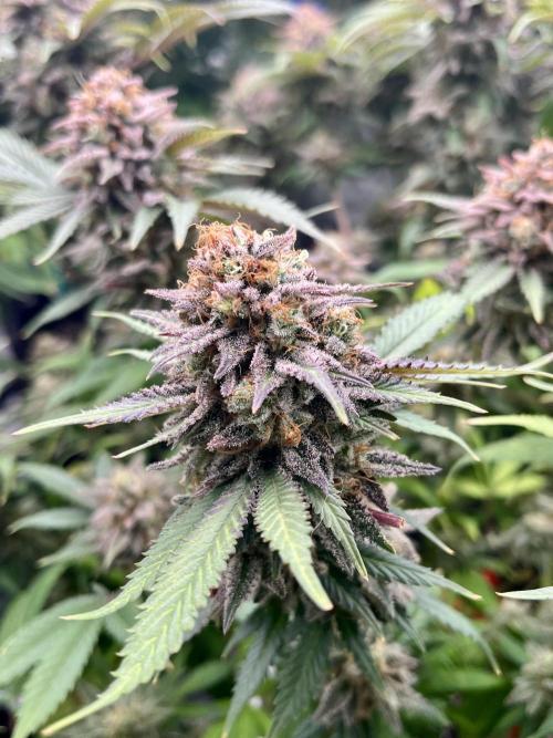 Blue Zushi. Week 19