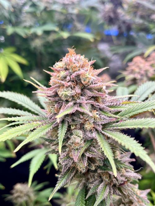 Blue Zushi. Week 19