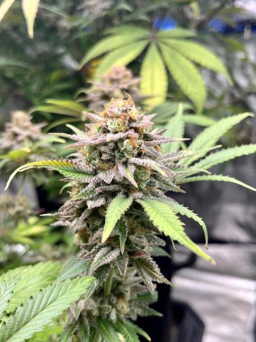 Blue Zushi. Week 19