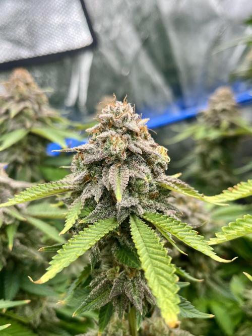 Blue Zushi. Week 19
