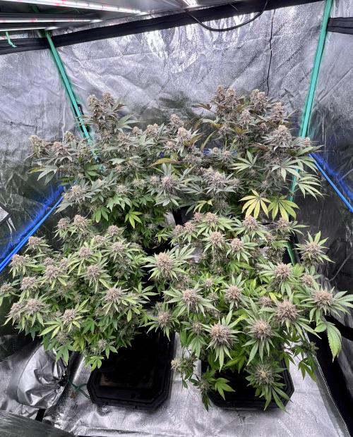 Grandmommy Purple. Week 19