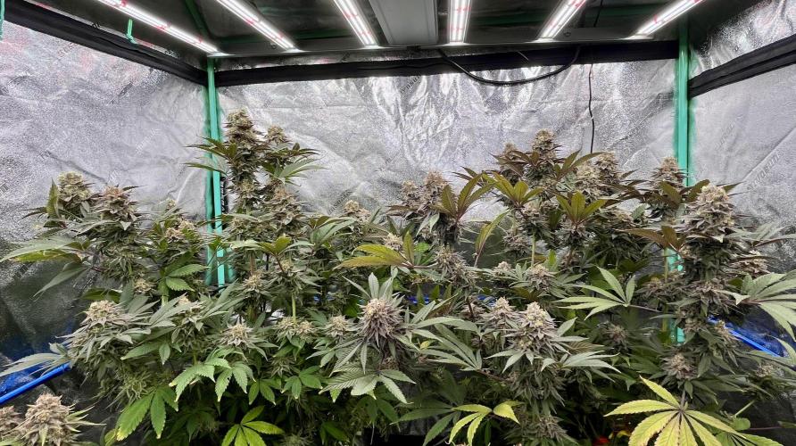 Grandmommy Purple. Week 19