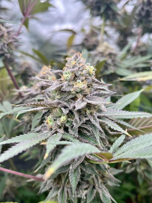 Grandmommy Purple. Week 19