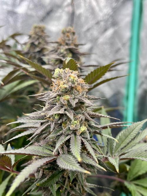 Grandmommy Purple. Week 19