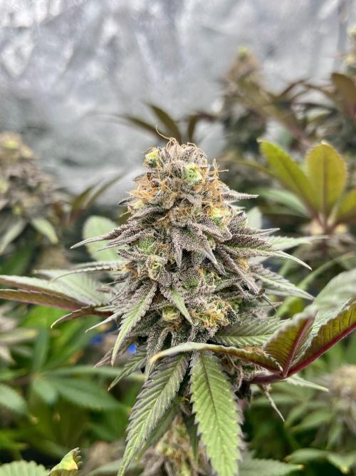 Grandmommy Purple. Week 19