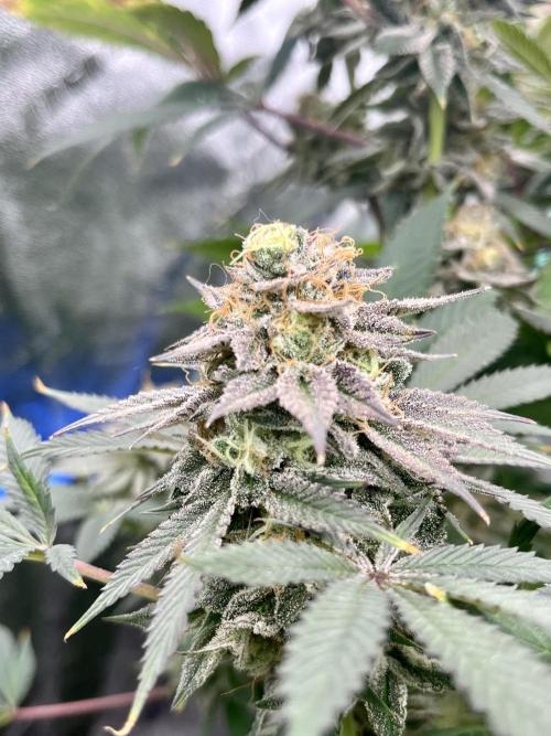Grandmommy Purple. Week 19