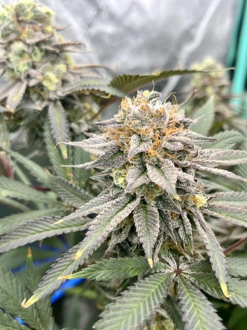 Grandmommy Purple. Week 19