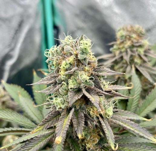 Grandmommy Purple. Week 19