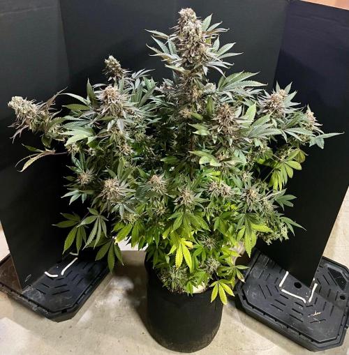 Grandmommy Purple. Week 20