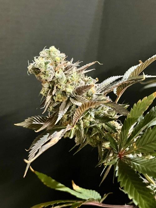 Grandmommy Purple. Week 20