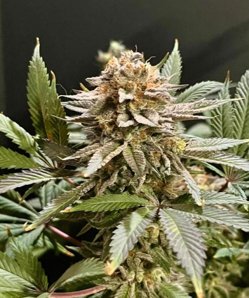 Grandmommy Purple. Week 20