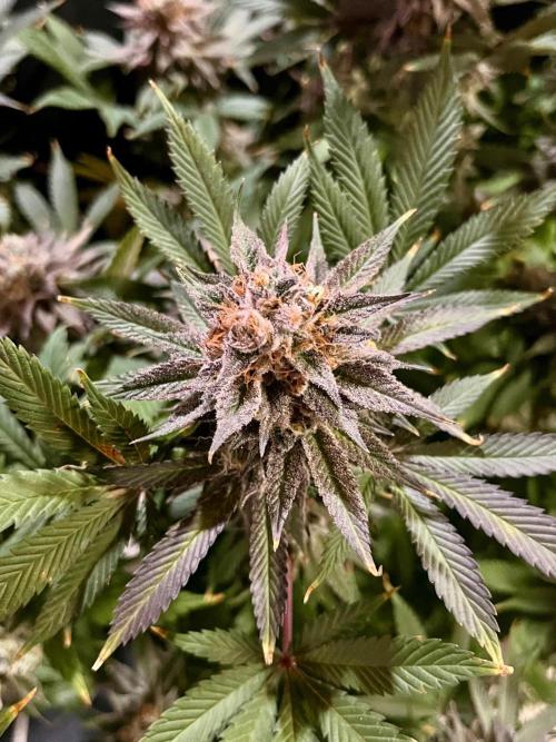Grandmommy Purple. Week 20