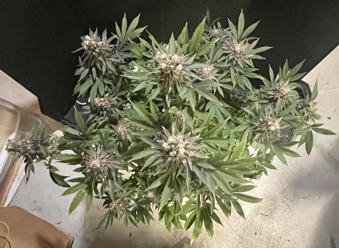 Grandmommy Purple. Week 20