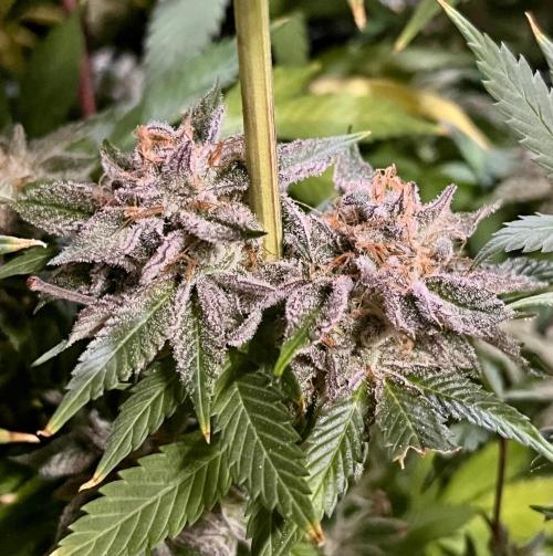 Grandmommy Purple. Week 20