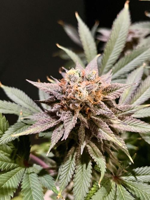 Grandmommy Purple. Week 20