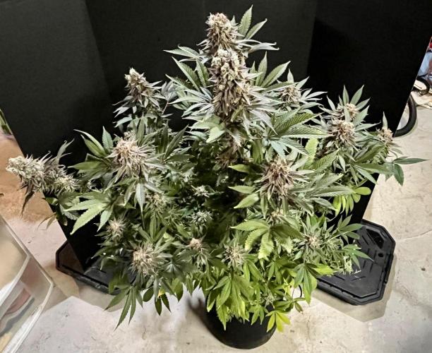 Grandmommy Purple. Week 20
