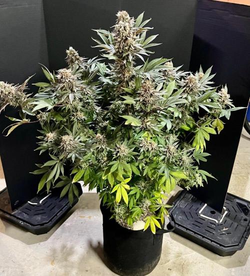 Grandmommy Purple. Week 20