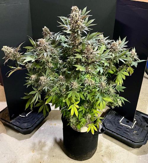 Grandmommy Purple. Week 20