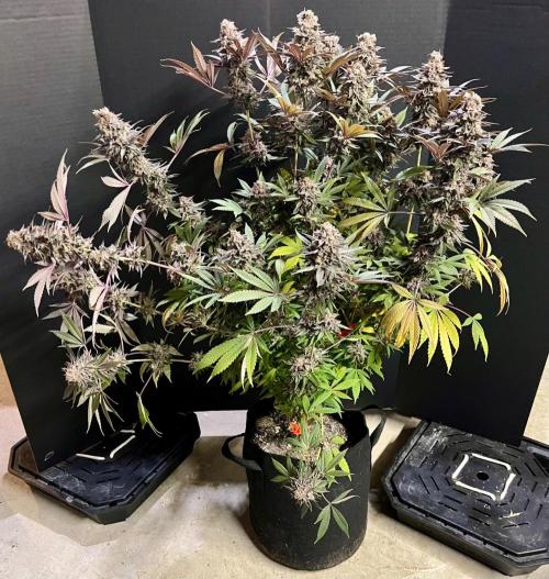 Grandmommy Purple. Week 20