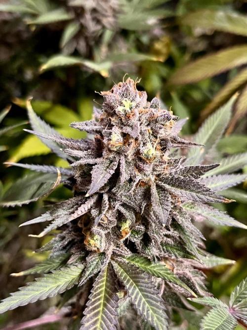 Grandmommy Purple. Week 20