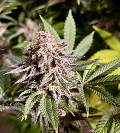 Grandmommy Purple. Week 20