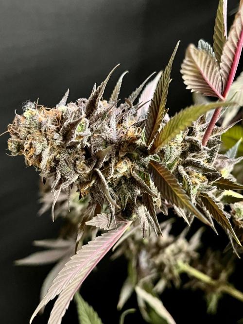Grandmommy Purple. Week 20