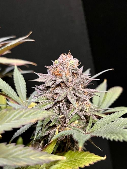 Grandmommy Purple. Week 20