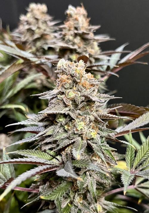 Grandmommy Purple. Week 20
