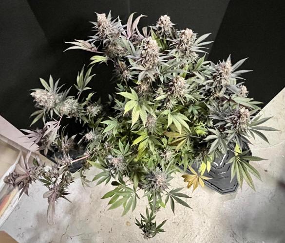 Grandmommy Purple. Week 20