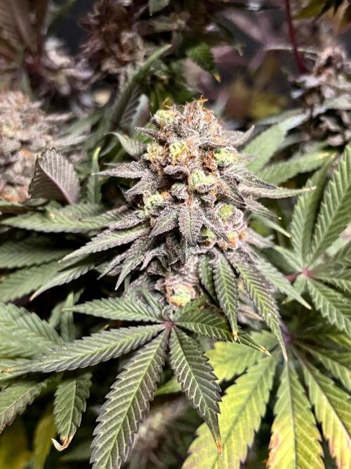 Grandmommy Purple. Week 20