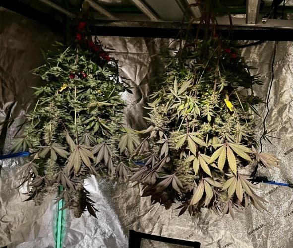 Grandmommy Purple. Week 20