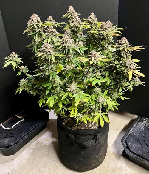 Blue Zushi. Week 20
