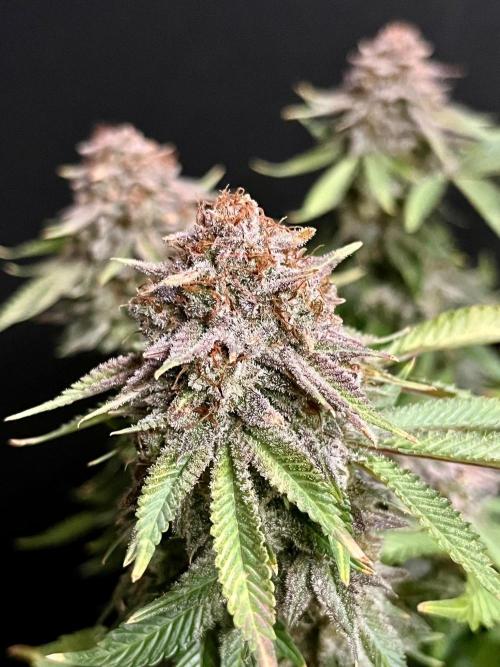 Blue Zushi. Week 20